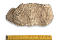 F 00814
<br/>
<br/>
<em></em>